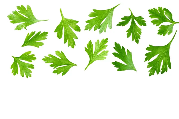 绿色新鲜欧芹叶子隔离在白色背景顶视图 — 图库照片