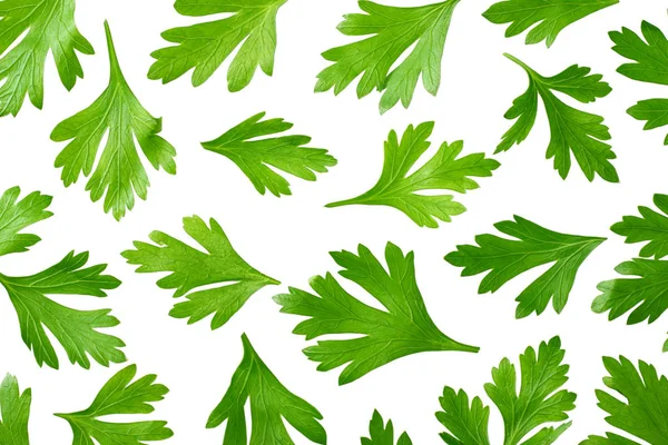 Yeşil taze maydanoz yaprakları beyaz arka plan üst görünümünde izole — Stok fotoğraf