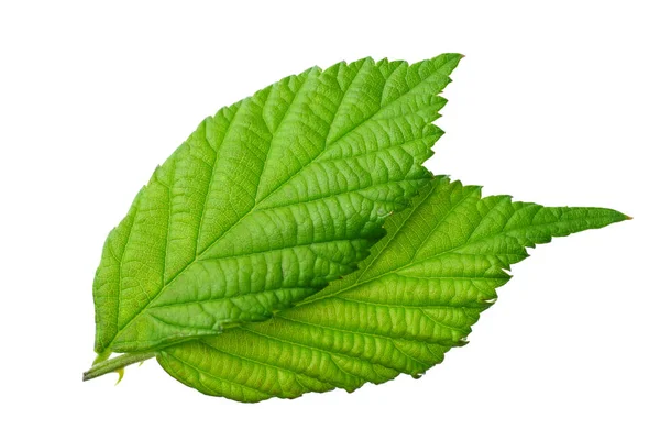 Πράσινο φύλλο βατόμουρο απομονωμένο σε λευκό φόντο. Φύλλα βατόμουρου. πάνω όψη. — Φωτογραφία Αρχείου