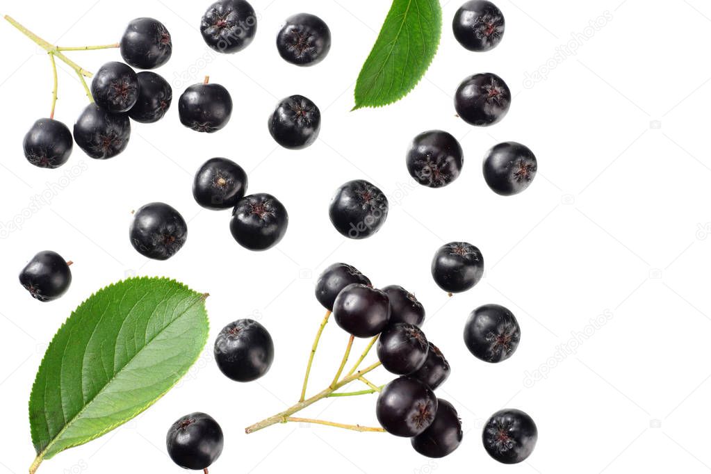 Chokeberry with green leaves isolated on white background. Black aronia. Top view 