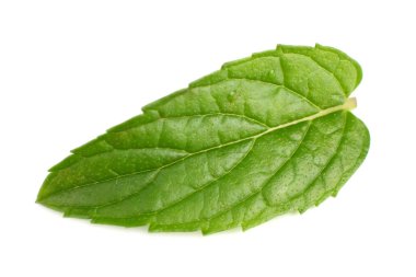 Beyaz arka plan üzerinde izole tek taze nane yaprağı 