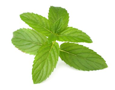 Beyaz arka planda izole edilmiş taze nane yaprakları. en üstteki görünüm 