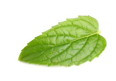 Beyaz arka plan üzerinde izole tek taze nane yaprağı 