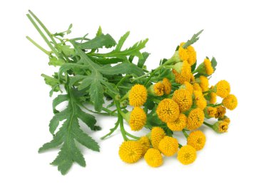 Tansy (Tanasetum Vulgare) çiçekleri beyaz arka planda izole edilmiştir. Bir demet tansi çiçek. 