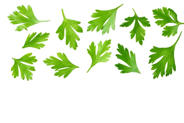 Folhas verdes de salsa fresca isoladas no fundo branco vista superior — Fotografia de Stock