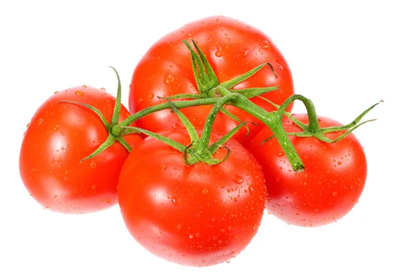 Rama de tomates frescos aislados sobre fondo blanco — Foto de Stock