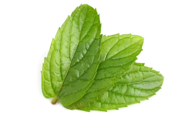Fresh mint leaves isolated on white background. top view — Stock Photo, Image