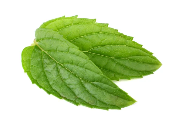 Hojas frescas de menta aisladas sobre fondo blanco —  Fotos de Stock