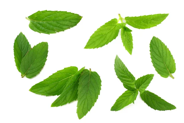 Fresh mint leaves isolated on white background — Stock Photo, Image