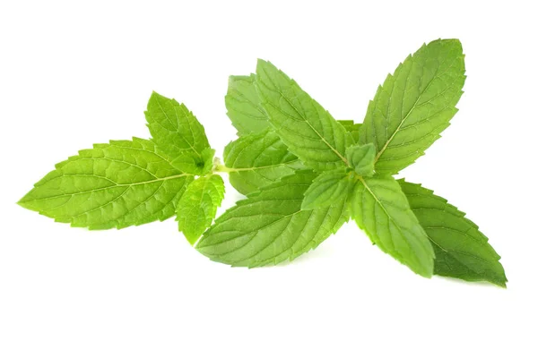 Fresh mint leaves isolated on white background — Stock Photo, Image