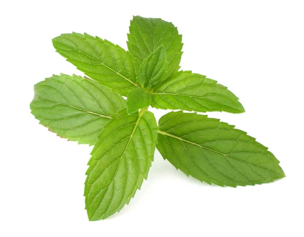 Feuilles de menthe fraîche isolées sur fond blanc. vue de dessus — Photo