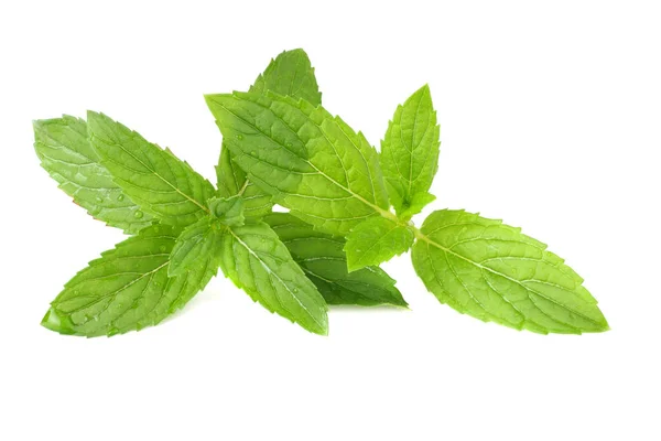 Feuilles de menthe fraîches isolées sur fond blanc — Photo