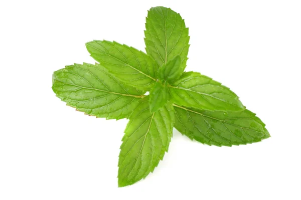 Fresh mint leaves isolated on white background. top view — Stock Photo, Image