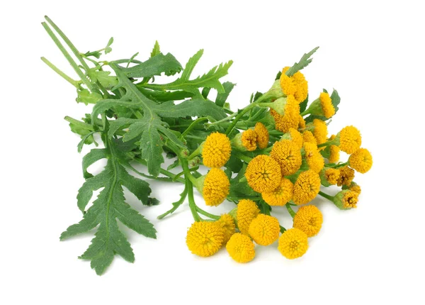 Tansy (Tanacetum Vulgare) flowers isolated on white background. bunch of tansy flowers — Stock Photo, Image