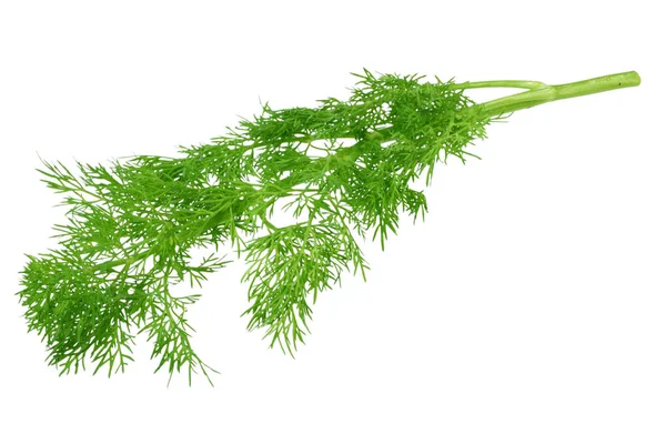 Färsk grön dill isolerad på vit bakgrund. ovanifrån — Stockfoto