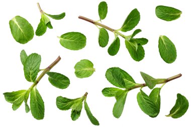 Beyaz arka planda izole edilmiş taze nane yaprakları. en üstteki görünüm