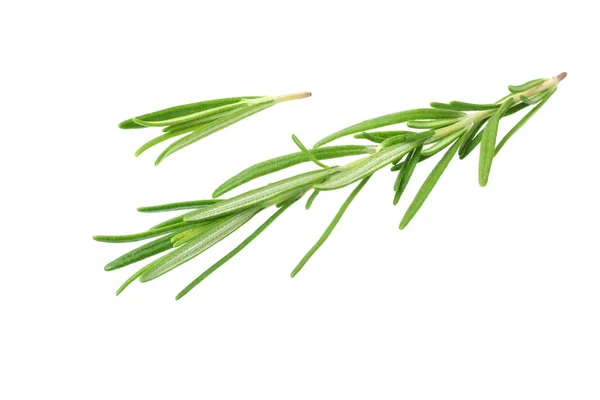 Rosemary Leaves Isolated White Background — Stock Photo, Image