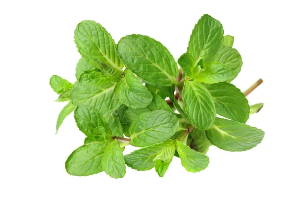 Fresh Mint Leaves Isolated White Background — Stock Photo, Image