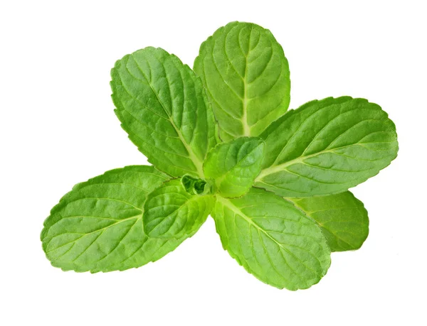 Fresh Mint Leaves Isolated White Background — Stock Photo, Image