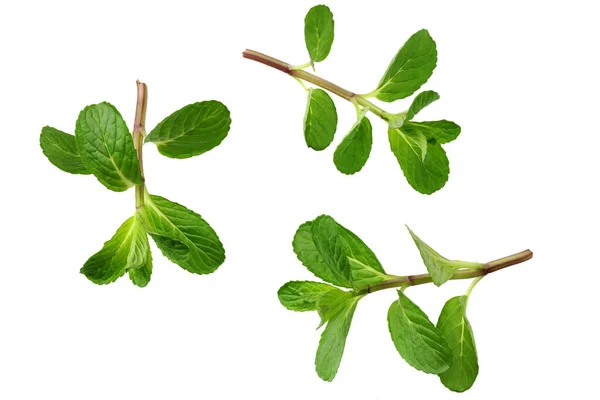 Färska Mynta Blad Isolerade Vit Bakgrund Ovanifrån — Stockfoto