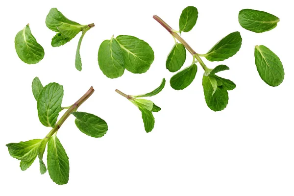 Färska Mynta Blad Isolerade Vit Bakgrund Ovanifrån — Stockfoto