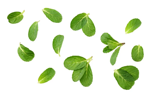 Feuilles Menthe Fraîche Isolées Sur Fond Blanc Vue Dessus — Photo