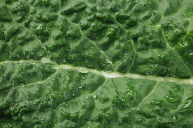 Lahana yaprağı. Lahana arka planı. en üstteki görünüm