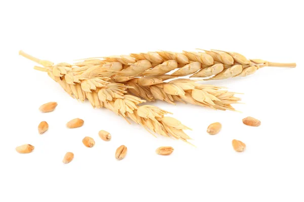 Beyaz arka plan üzerinde izole buğday spikelets