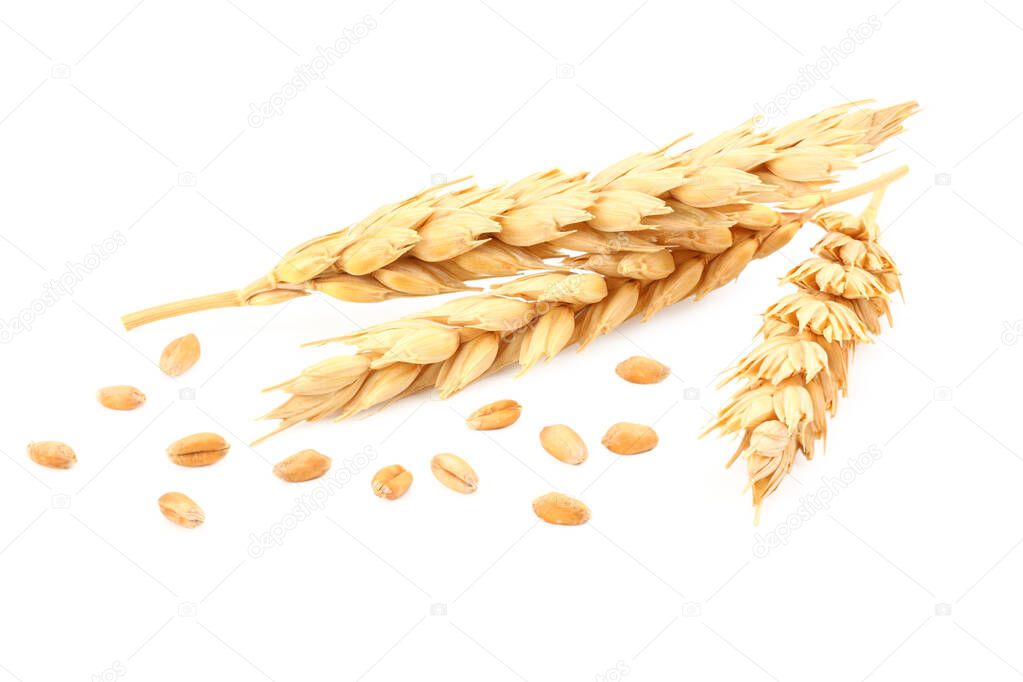 spikelets of wheat isolated on white background