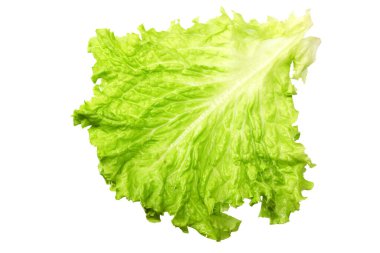 Salata yaprağı. Beyaz arka planda bir yeşil marul.