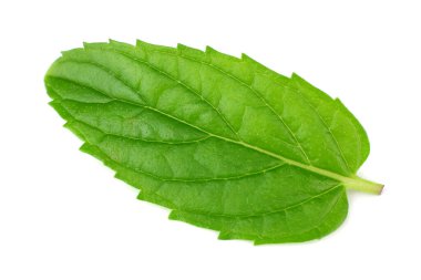 Beyaz arka plan üzerinde izole tek taze nane yaprağı