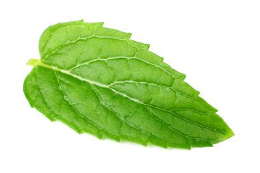 Beyaz arka plan üzerinde izole tek taze nane yaprağı