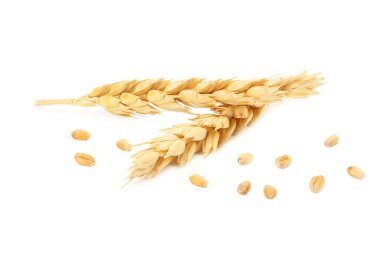 Beyaz arka plan üzerinde izole buğday spikelets.