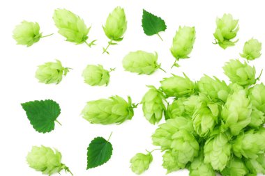 Beyaz arka plan üzerinde izole koniler hop. Bira bira malzemeler. Bira bira kavramı. Bira arka plan. Üstten görünüm