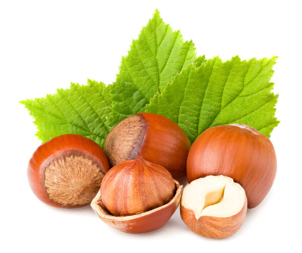 фундук с зеленым листом на белом фоне