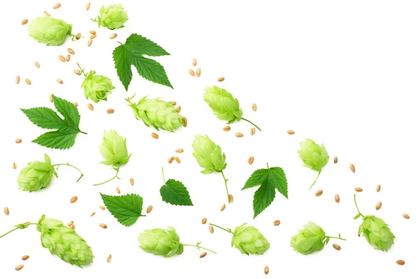 Hopbellen Geïsoleerd Een Witte Achtergrond Bier Brouwen Ingrediënten Bier Brouwerij — Stockfoto