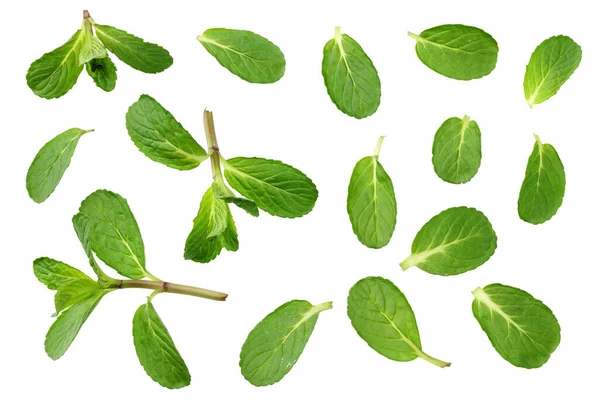 Färska Mynta Blad Isolerade Vit Bakgrund Ovanifrån — Stockfoto