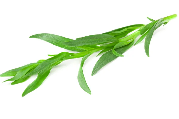 Dragonblad Isolerade Vit Bakgrund Artemisia Dracunculus — Stockfoto