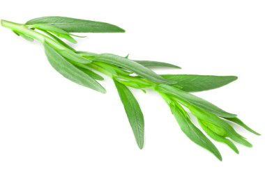 Tarhun yaprakları beyaz arkaplanda yalıtılmış. Artemisia dracunculus.