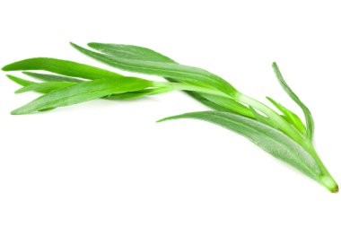 Tarhun yaprakları beyaz arkaplanda yalıtılmış. Artemisia dracunculus.