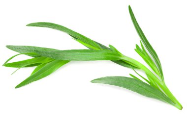 Tarhun yaprakları beyaz arkaplanda yalıtılmış. Artemisia dracunculus.