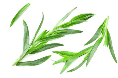 Tarhun yaprakları beyaz arkaplanda yalıtılmış. Artemisia dracunculus. en üstteki görünüm