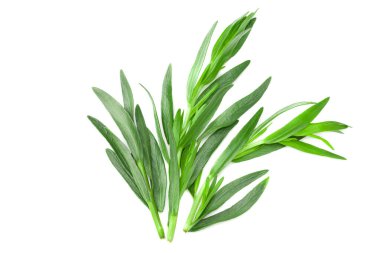 Tarhun yaprakları beyaz arkaplanda yalıtılmış. Artemisia dracunculus. en üstteki görünüm