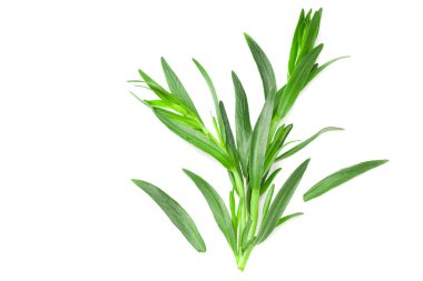 Tarhun yaprakları beyaz arkaplanda yalıtılmış. Artemisia dracunculus. en üstteki görünüm