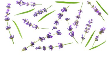 Beyaz arka planda lavanta çiçekleri var. en üstteki görünüm