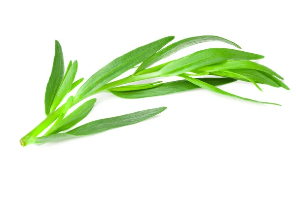 Tarragonbladeren Geïsoleerd Witte Achtergrond Artemisia Dracunculus — Stockfoto
