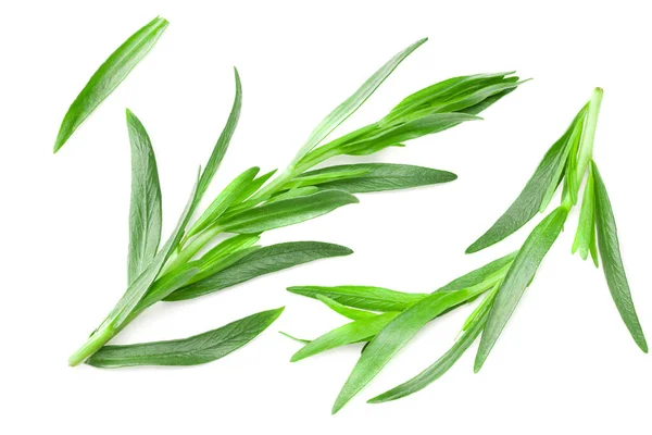 Hojas Estragón Aisladas Sobre Fondo Blanco Artemisia Dracunculus Vista Superior —  Fotos de Stock