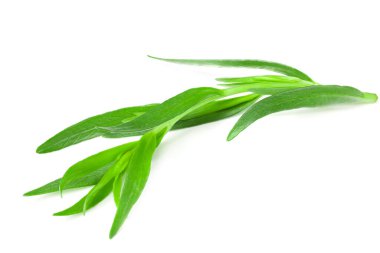 Tarhun yaprakları beyaz arkaplanda yalıtılmış. Artemisia dracunculus.