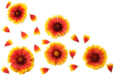 Beyaz arka planda izole edilmiş sarı çiçek başları. en üstteki görünüm