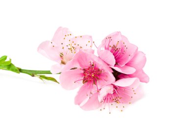 Şeftali çiçekleri beyaz arka planda izole edilmiş. bahar çiçekleri.